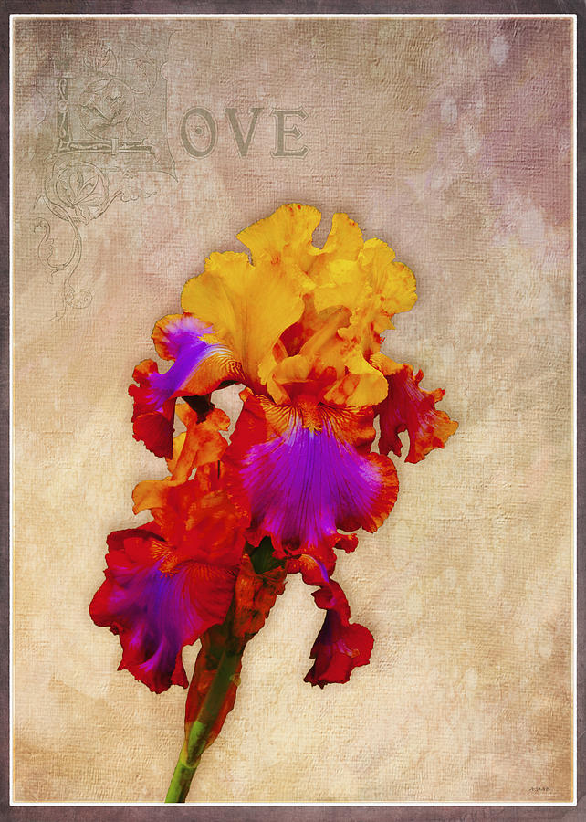 Flower Painting - Loving Iris with Border by AGeekonaBike Photography