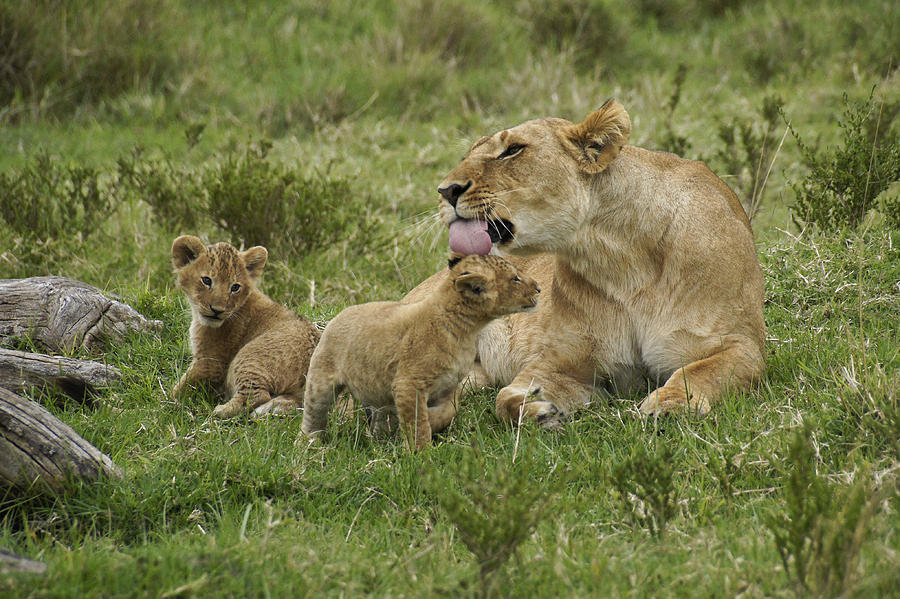 Loving Lioness Photograph by Michele Burgess