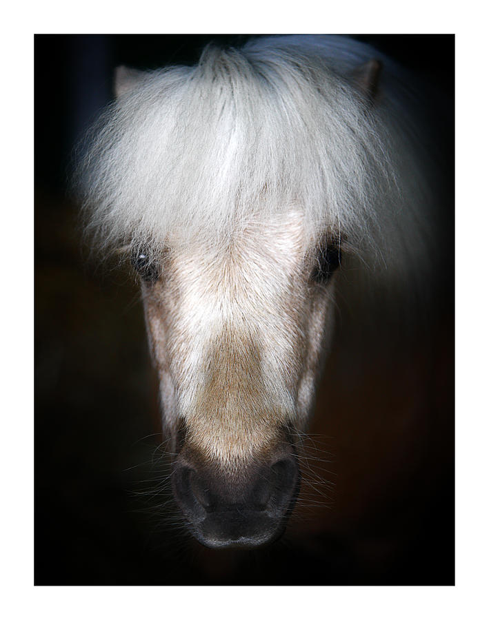 Horse Photograph - Loving Look by John Fotheringham