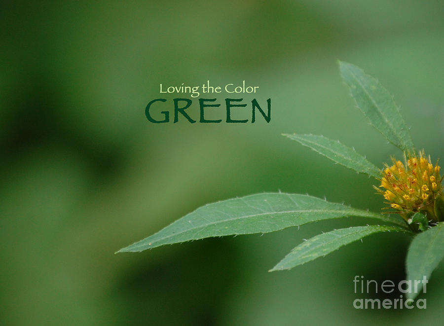 Loving The Color GREEN Group avatar Photograph by First Star Art