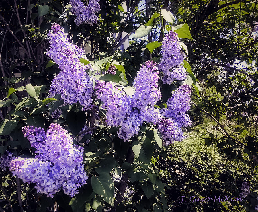 Loving the Lilacs Photograph by Jo-Anne Gazo-McKim