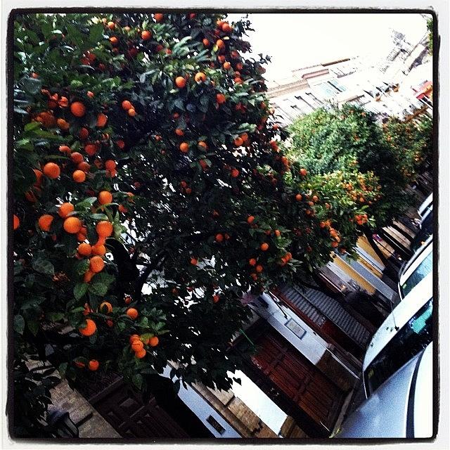 Fresh Photograph - Loving The Orange Trees That Line The by Aldrich Gopal