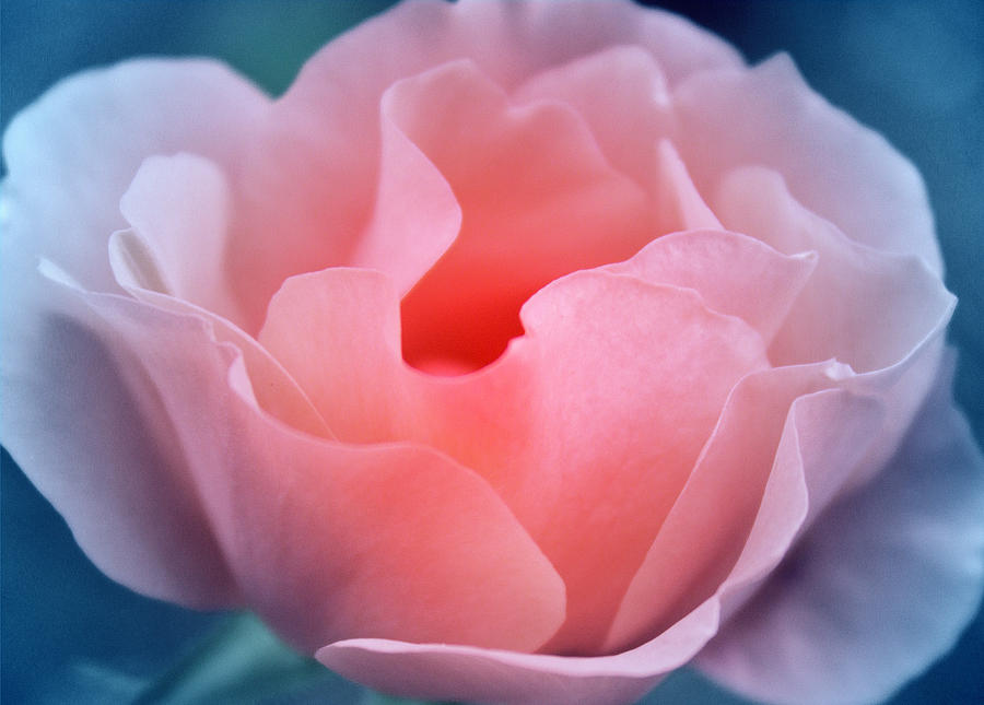 Rose Photograph - Loving You by The Art Of Marilyn Ridoutt-Greene