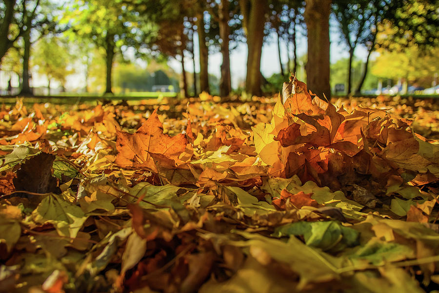 Low Angle Of Autumn Leaves On The Ground Photograph by Verity E. Milligan