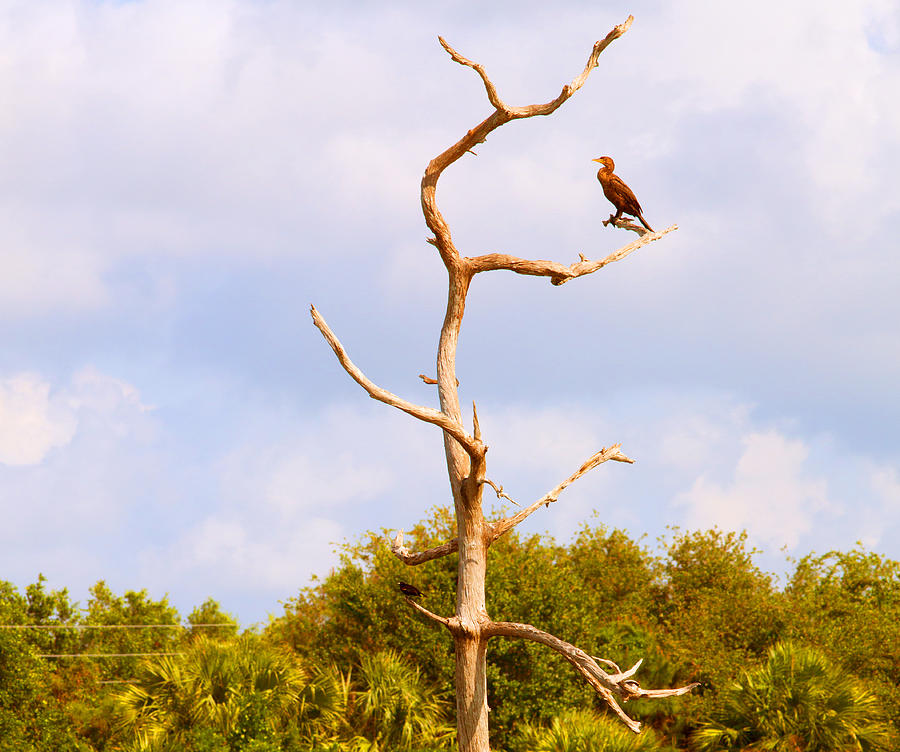 Nature Photograph - Low Angle View Of A Cormorant by Panoramic Images