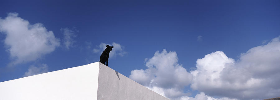 Architecture Photograph - Low Angle View Of A Dog On The Roof by Animal Images