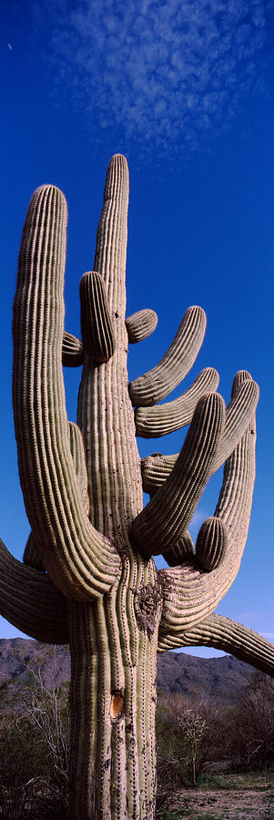 Saguaro National Park Photograph - Low Angle View Of A Saguaro Cactus by Panoramic Images