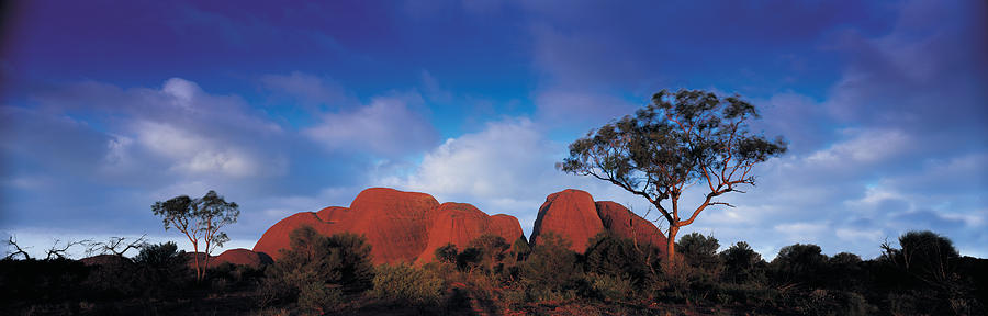 Tree Photograph - Low Angle View Of A Sandstone, Olgas by Panoramic Images
