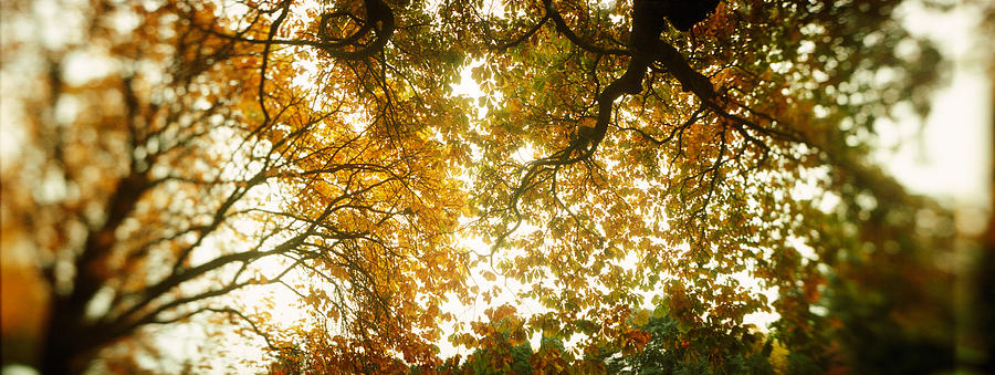 Nature Photograph - Low Angle View Of Autumn Trees by Panoramic Images