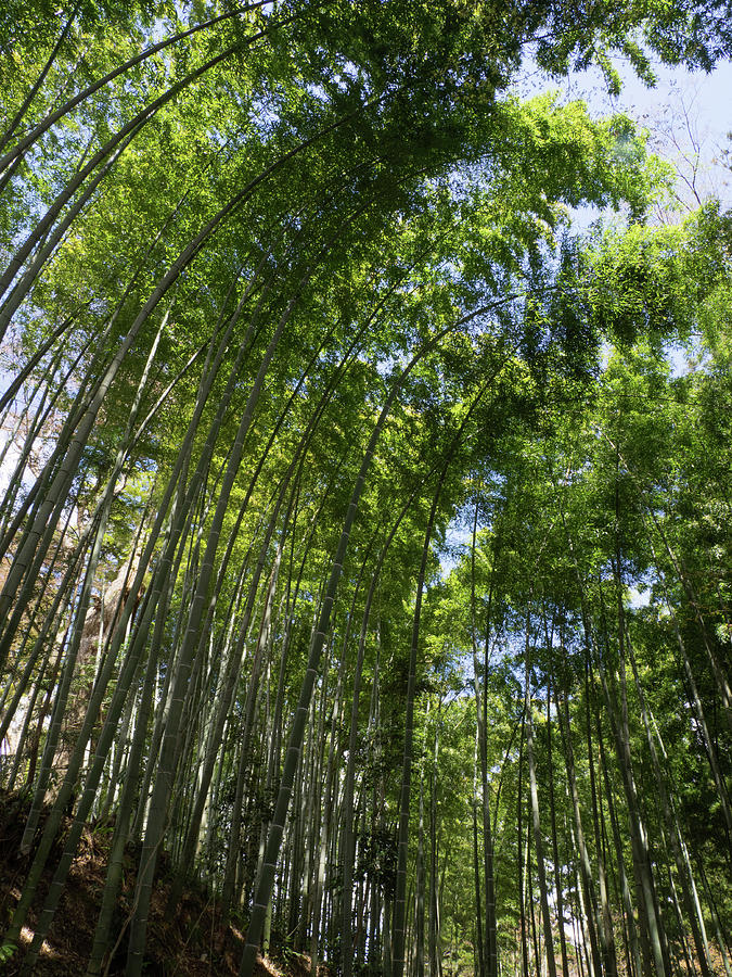 Low Angle View Of Bamboo Trees #4 Photograph by Panoramic Images