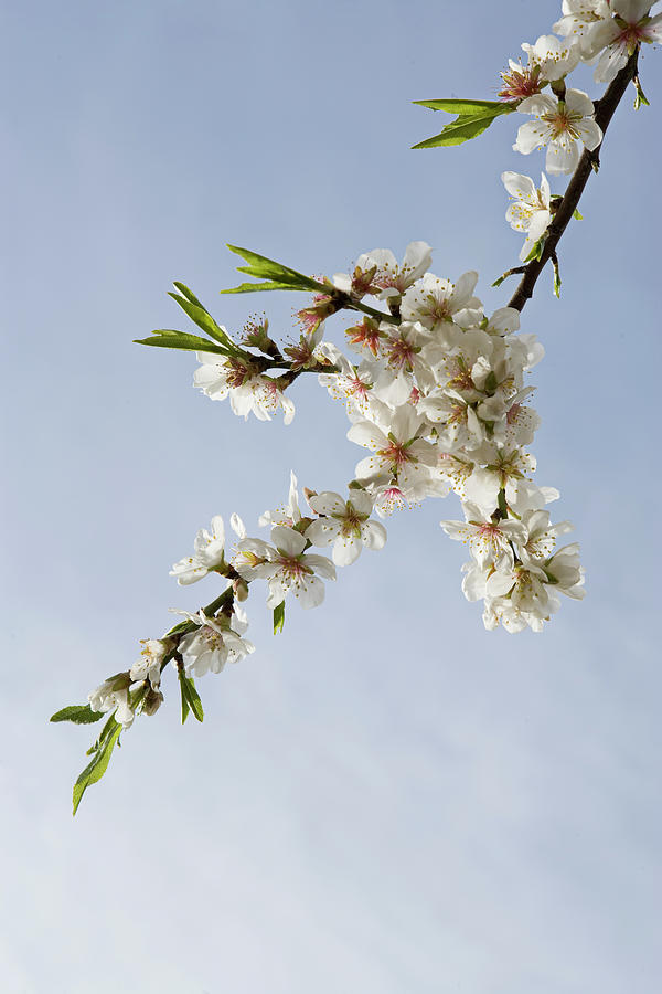 Low Angle View Of Flowering Almond Tree Photograph by Johner Images