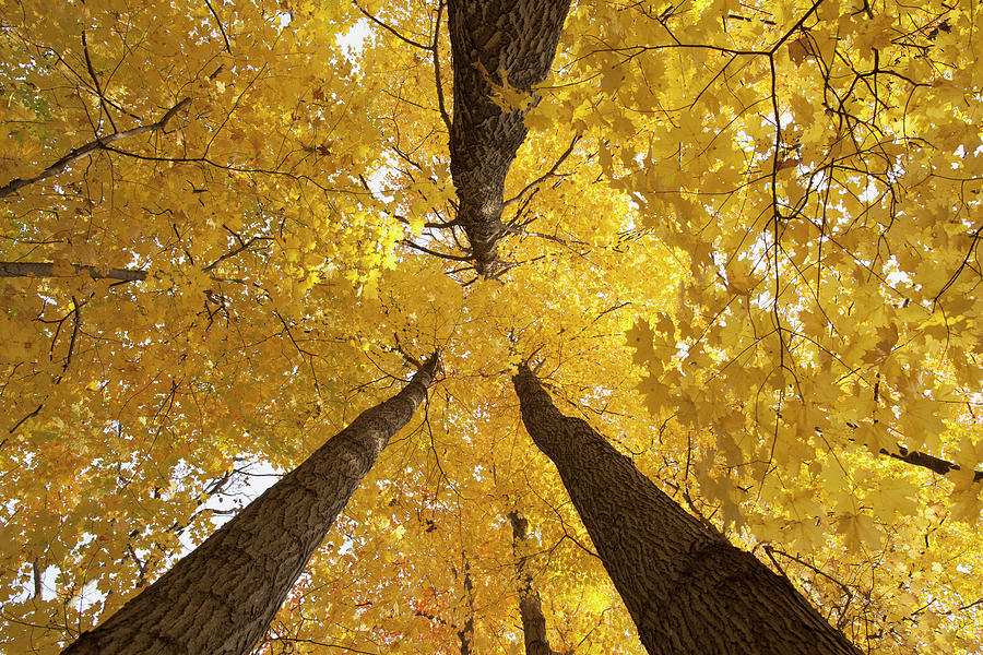 Low Angle View Of Golden Leaves Photograph by Ron Bouwhuis