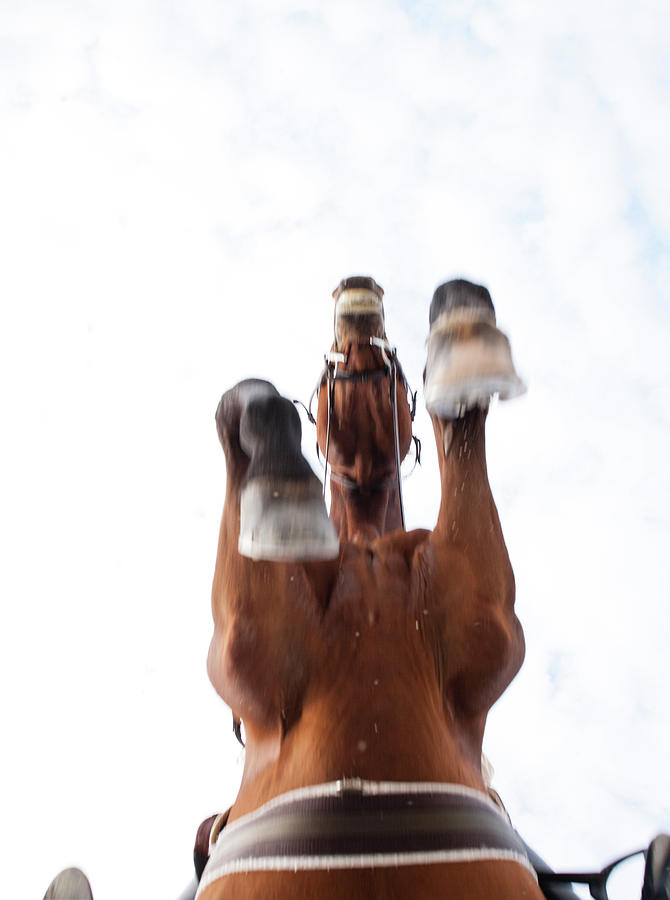 Low Angle View Of Horse Jumping Photograph by Henry Lederer