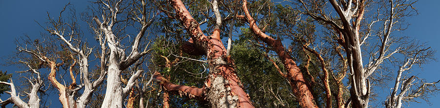 Horizontal Photograph - Low Angle View Of Madrone Trees by Panoramic Images