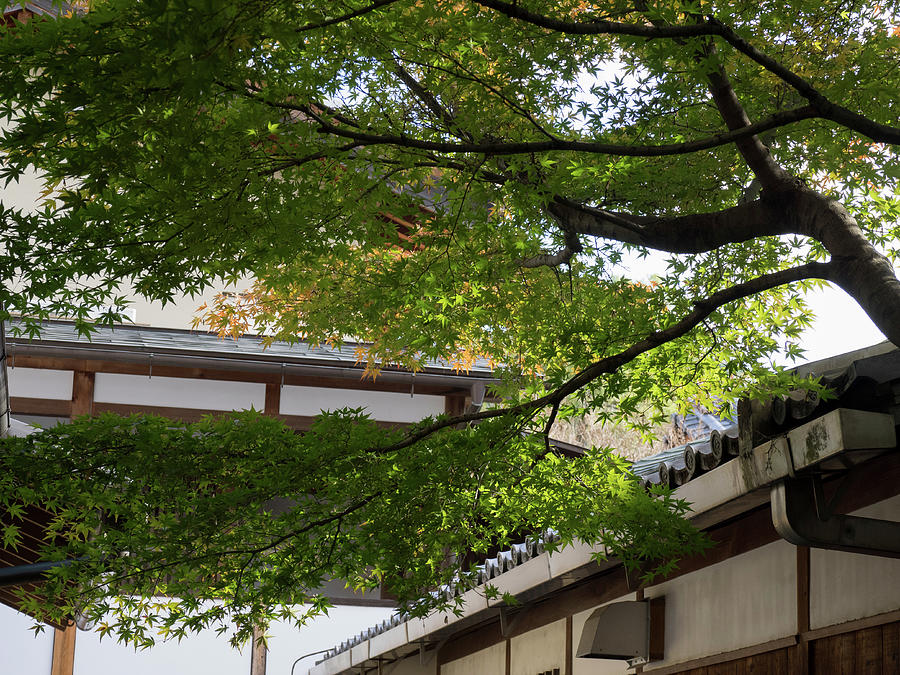 Low Angle View Of Maple Tree, Kodaiji Photograph by Panoramic Images
