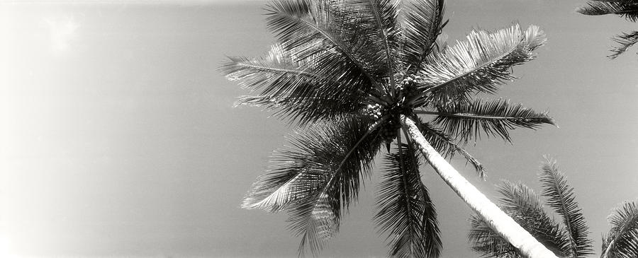 Black And White Photograph - Low Angle View Of Palm Trees, Morro De by Panoramic Images