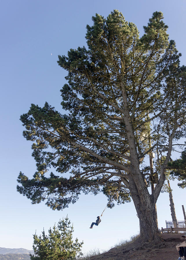 Low Angle View Of Person Swinging With Rope On Tree Photograph by Jesse Coleman / EyeEm Low Angle View Of Person Swinging With Rope On Tree Photograph by Jesse Coleman / EyeEm
