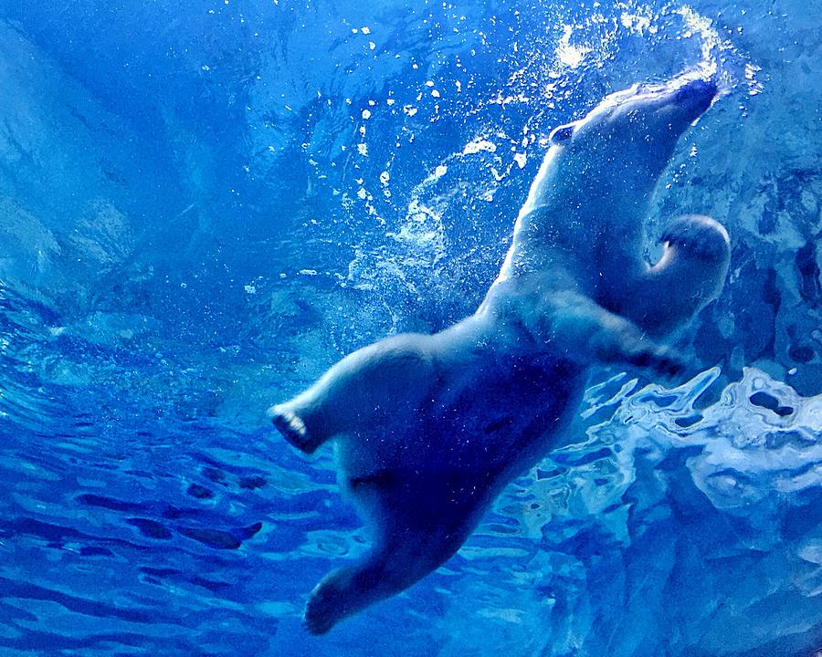 images of polar bears swimming