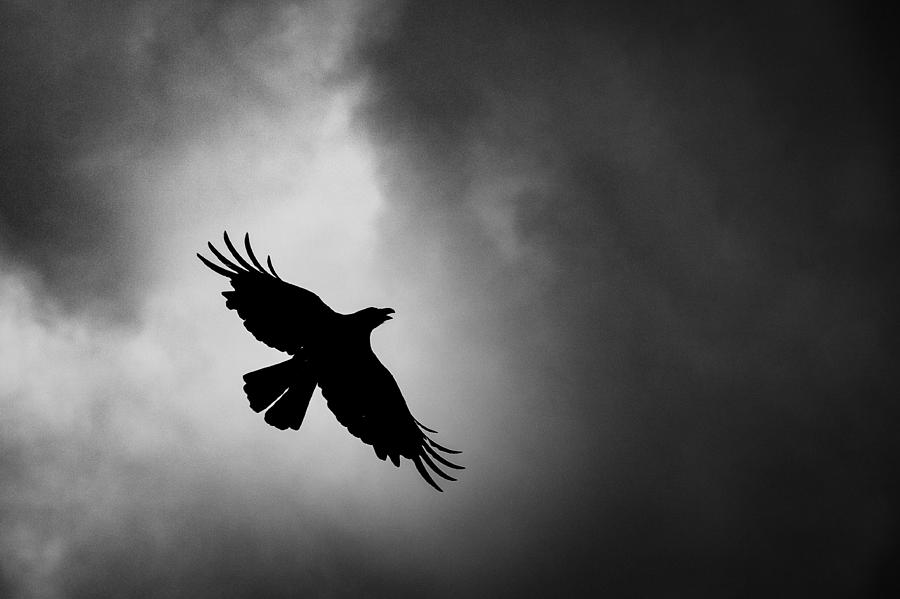 Low Angle View Of Silhouette Bird Flying Against Sky Photograph by Satoshi Hayashida / EyeEm Low Angle View Of Silhouette Bird Flying Against Sky Photograph by Satoshi Hayashida / EyeEm