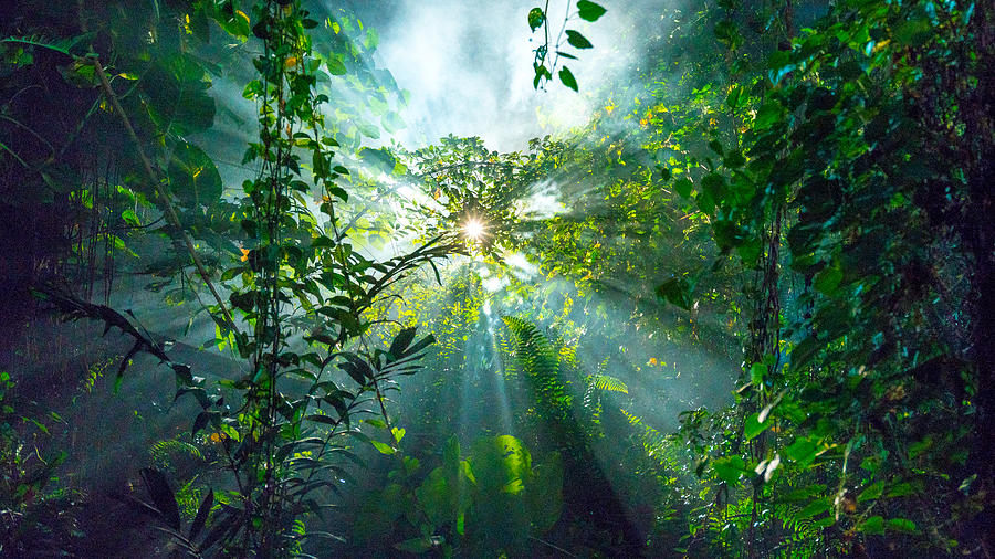 Low Angle View Of Sun Shining Through Tree Kuala Lumpur, Malaysia Photograph by Simonlong