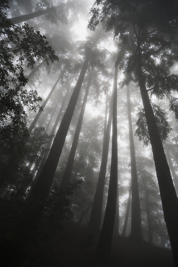Low Angle View Of Tree Tops In The Fog Photograph by Paul Quayle