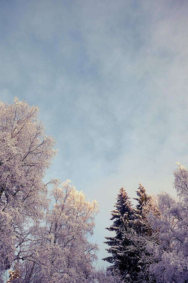 Low Angle View Of Winter Trees Photograph by Johner Images