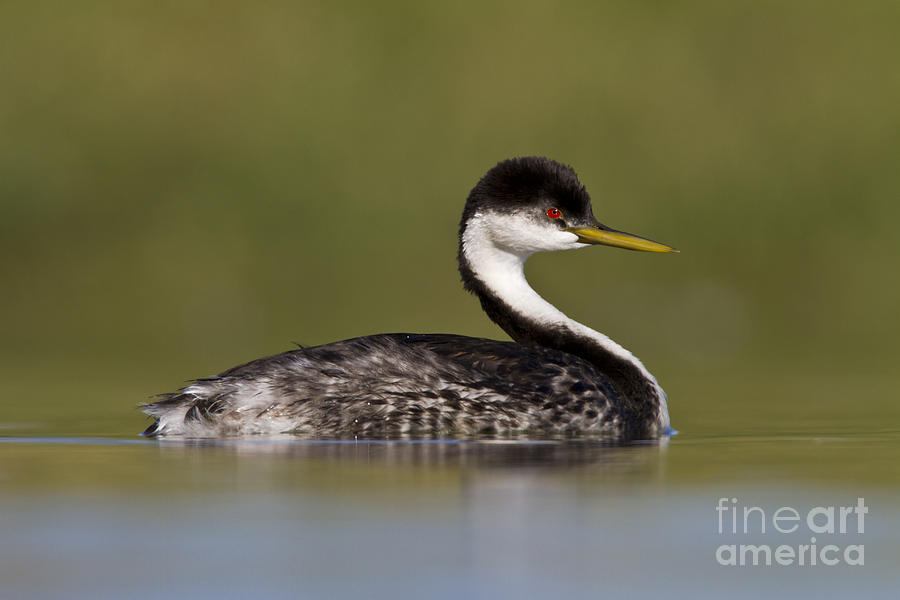 Low angle Western Grebe Photograph by Bryan Keil