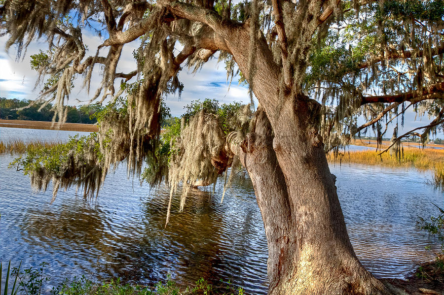 Tree Photograph - Low Country Creek by Walt  Baker
