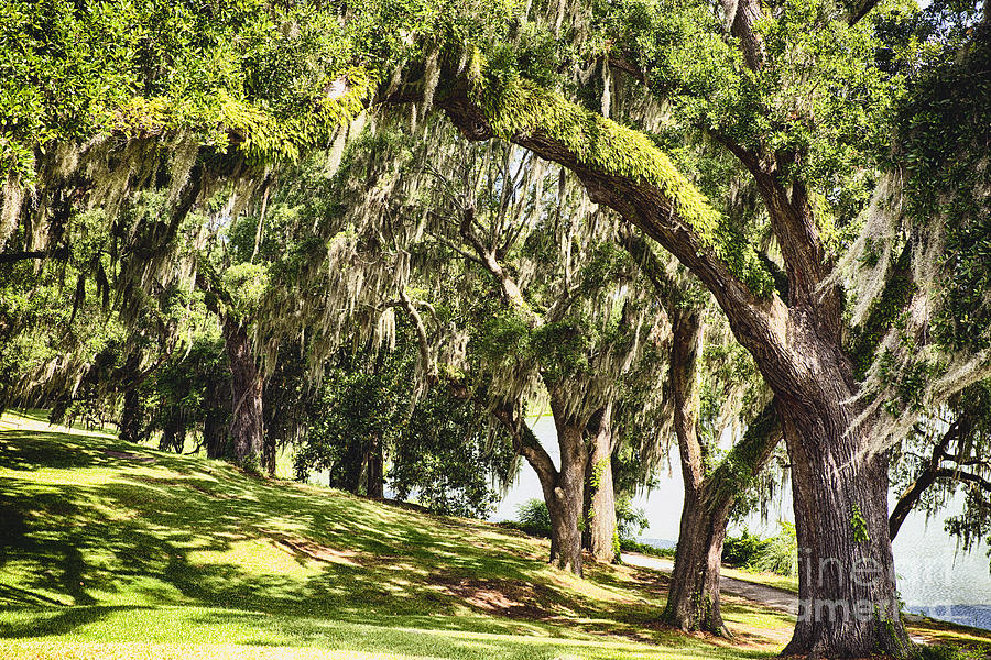 Low Country Live Oak Trees Photograph by George Oze - Fine Art America