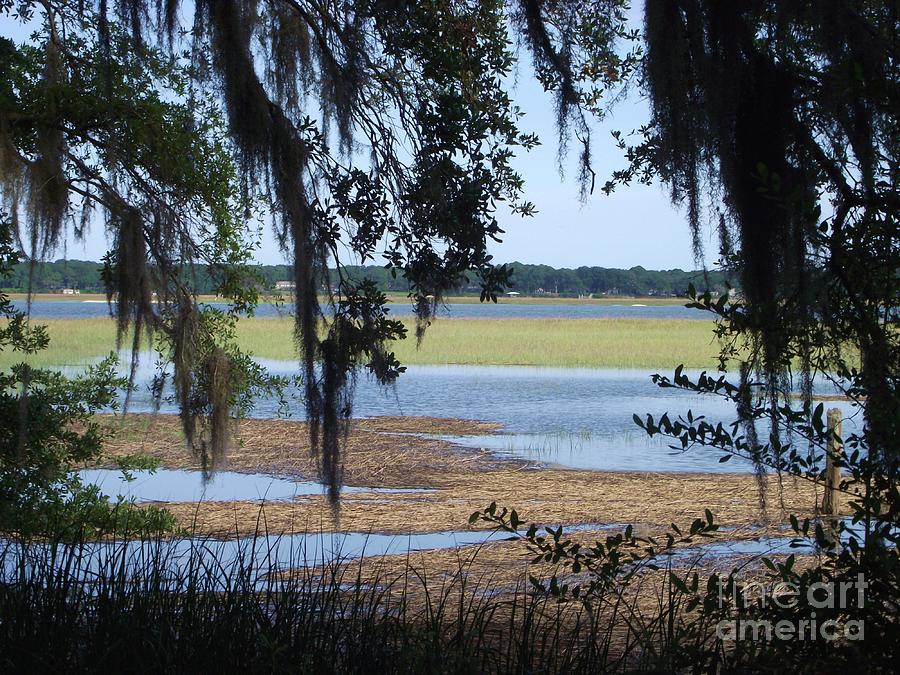Low Country Photograph by Michelle Welles