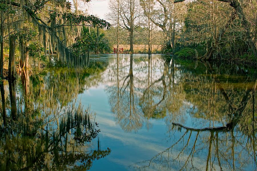 Low Country Swamp Photograph by Jenny Hudson