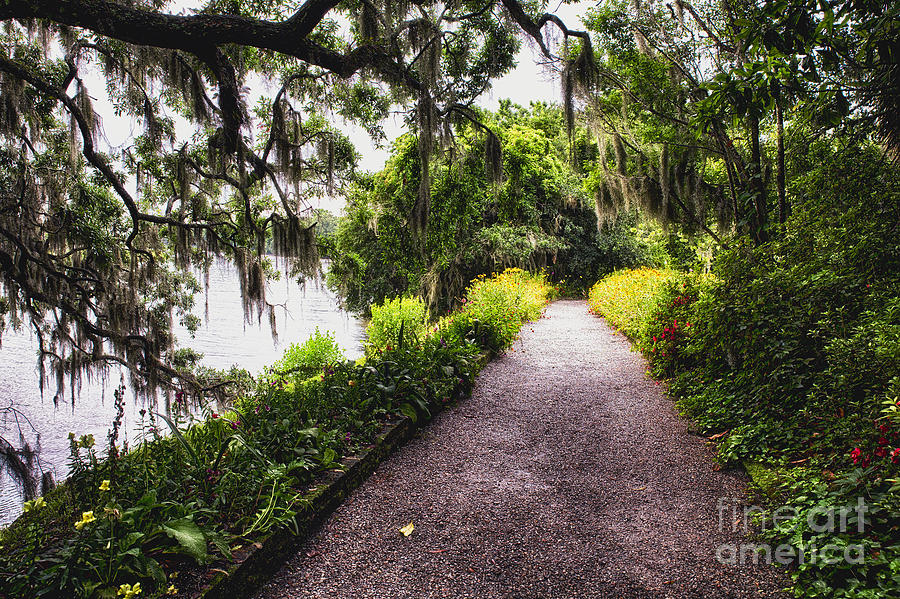 Flower Photograph - Low Country Walking Path by George Oze