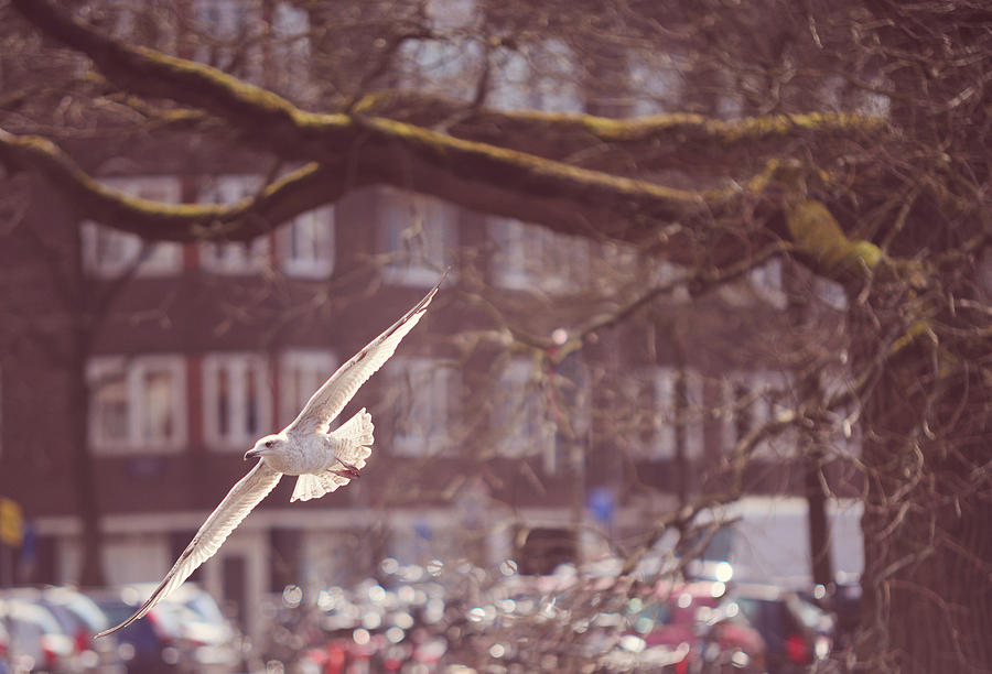 Low Flight. Pink Spring in Amsterdam Photograph by Jenny Rainbow