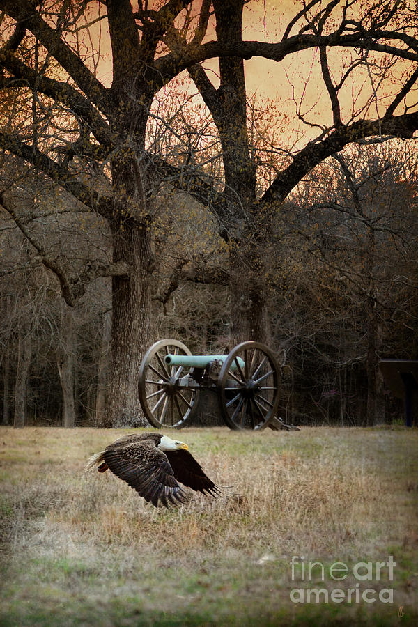 Low Flyer - Bald Eagle Photograph by Jai Johnson