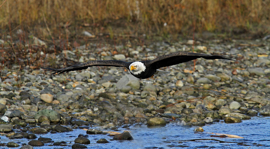 Low Flying Eagle Photograph by Shari Sommerfeld