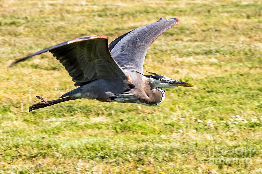 Low Flying Great Blue Photograph by Kate Brown