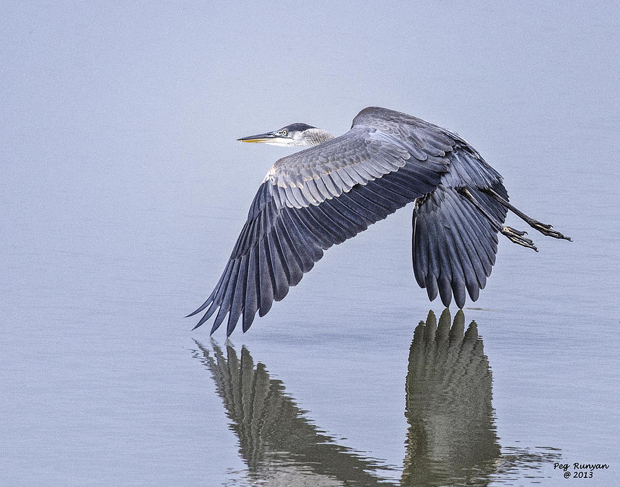 Low Flying Heron Photograph by Peg Runyan