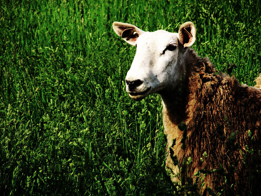 Sheep Photograph - Low Key Portrait by Tina M Wenger