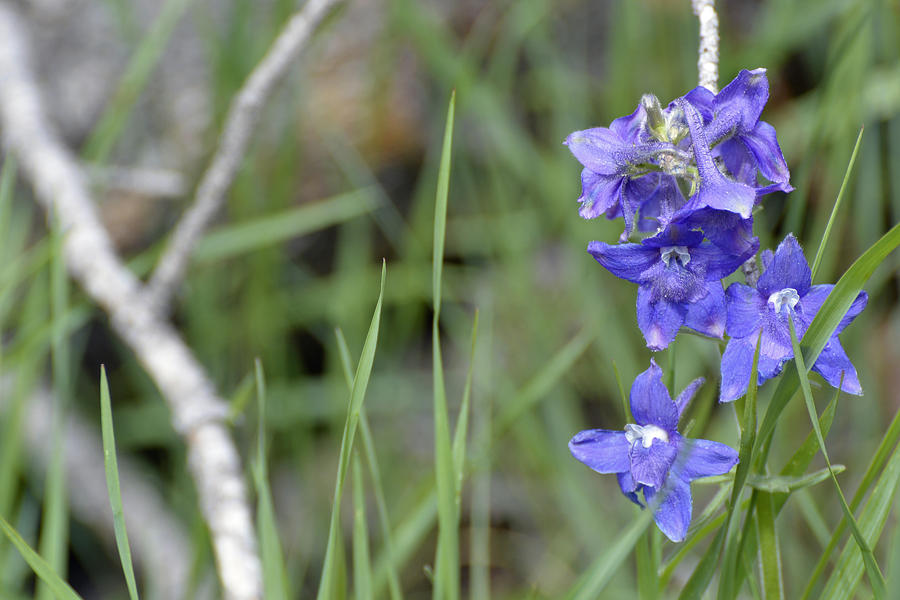 Low Larkspur in Yellowstone National Park Photograph by Bruce Gourley