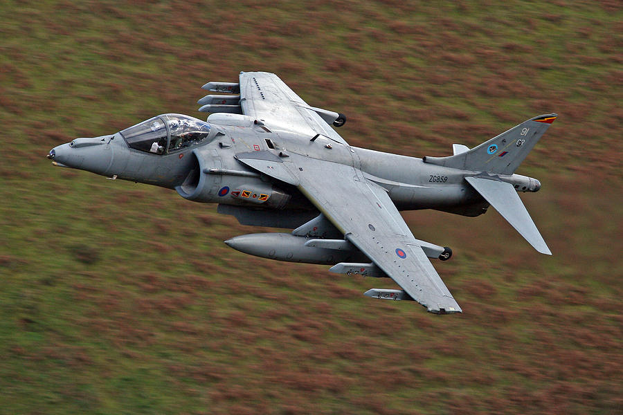 Low level Harrier Photograph by Rachel Jenkins | Fine Art America