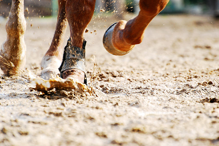 Low section of horse running Photograph by Danielefattaccio