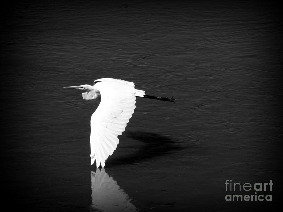 Low Soaring Photograph by C Ray Roth - Fine Art America