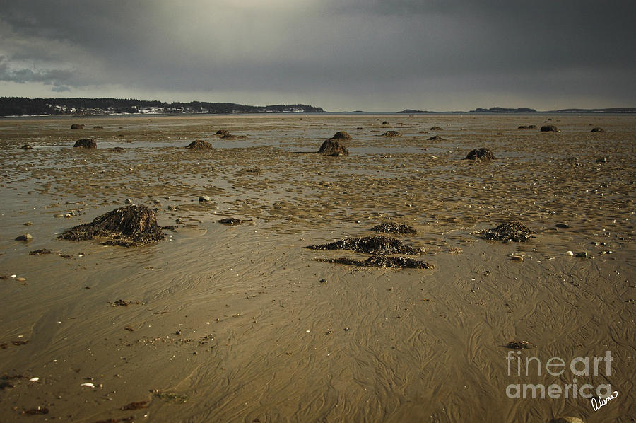 Coast Of Maine Photograph - Low Tide by Alana Ranney
