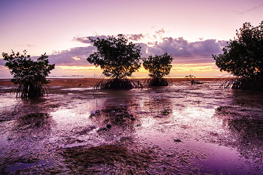 Low Tide Mangrove Photograph by Joe Myeress