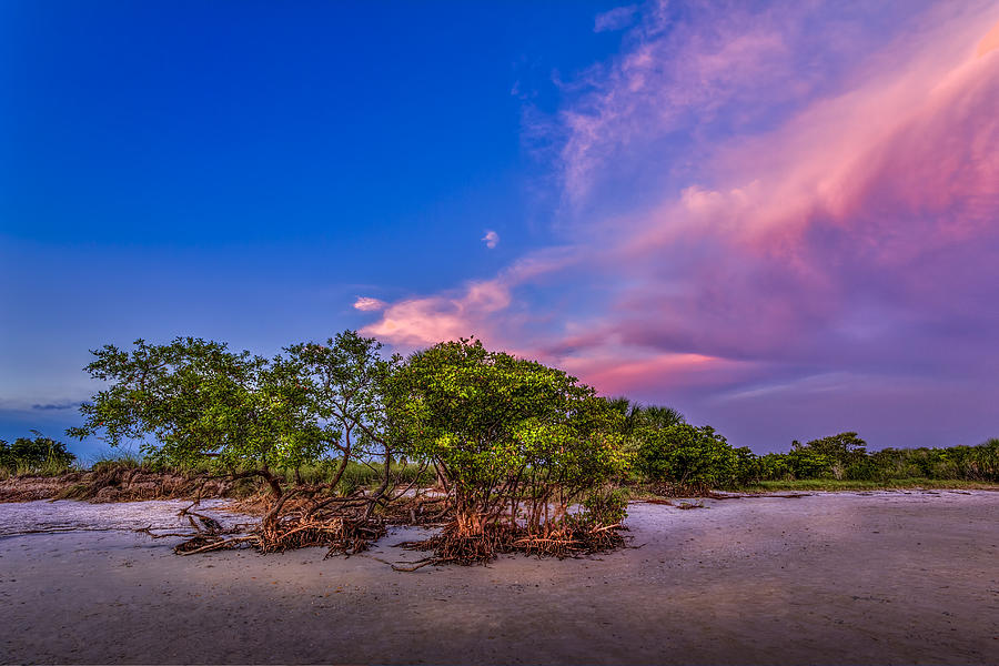 Sunset Photograph - Low Tide Mangrove by Marvin Spates