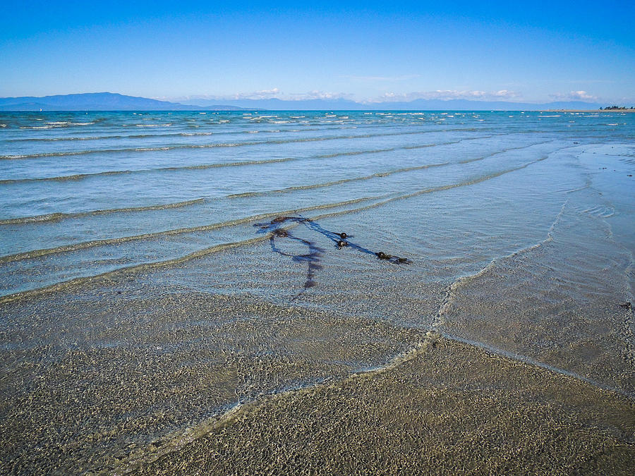 Parksville Low Tide Sway  Photograph by Roxy Hurtubise