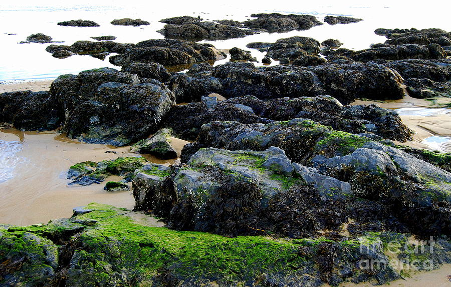 Low Tide Treasures Photograph by Eunice Miller
