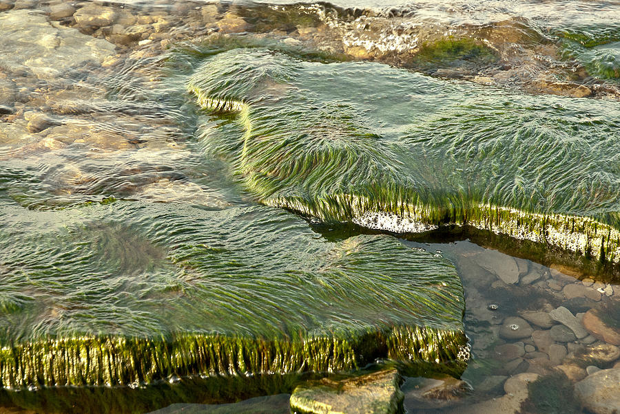 Low Water Algae Photograph by Lena Wilhite
