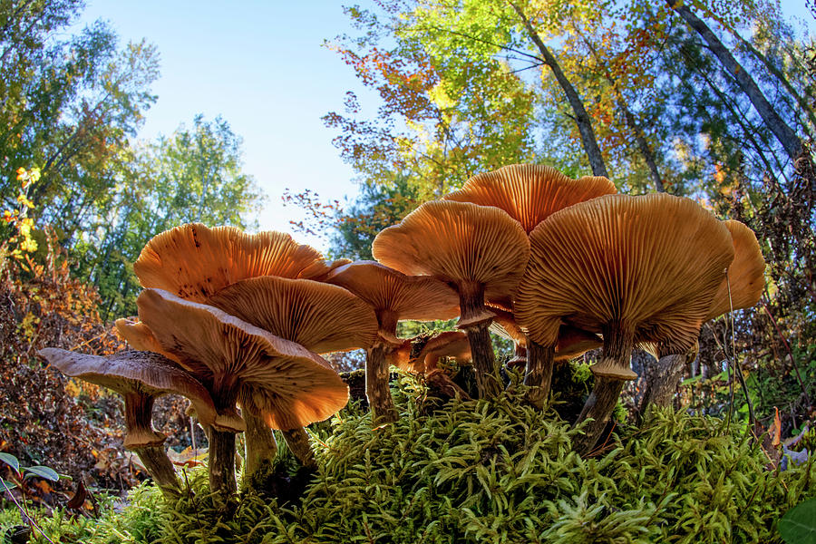 Adam Jones Photograph - Low Wide Angle View Of Mushrooms by Adam Jones