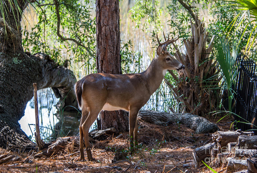 Lowcountry Deer  Photograph by Dale Powell
